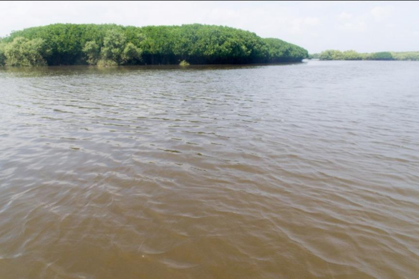 Eco Beach Mangrove Forest
